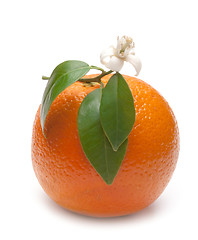 Image showing oranges with leafs and blossom in a white background 