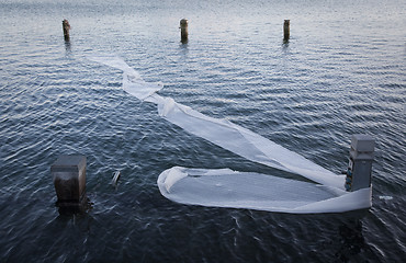 Image showing Blowing in the wind