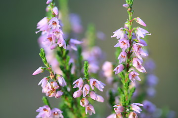 Image showing heather