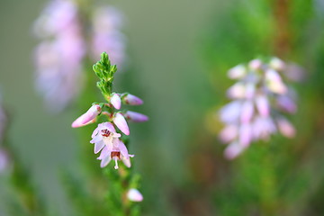 Image showing heather