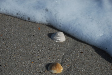 Image showing Two shells