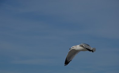 Image showing Seagull