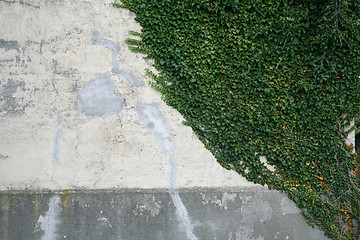 Image showing Grunge wall with Ivy