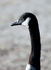 Image showing Goose