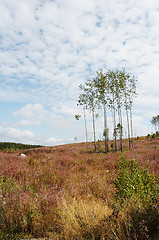 Image showing Meadow