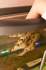 Image showing Fish spa pedicure