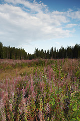 Image showing Meadow