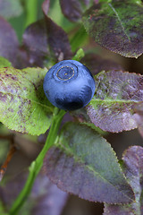 Image showing Bilberry