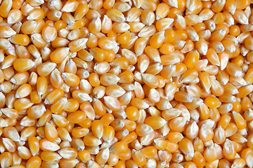 Image showing Grains of corn