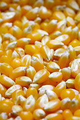 Image showing Grains of corn