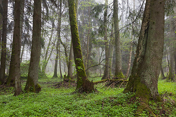 Image showing Riparian stand in springtime with fresh green bottom