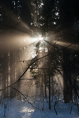 Image showing Winter landscape of coniferous stand