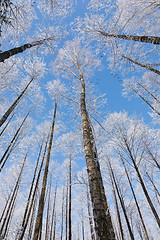 Image showing Alder tree crowns snow wrapped against blue sky