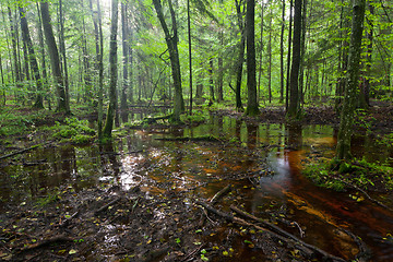 Image showing Summertimesunrise in wet deciduous stand of Bialowieza Forest