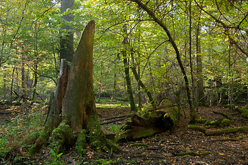 Image showing Old oak tree broken lying