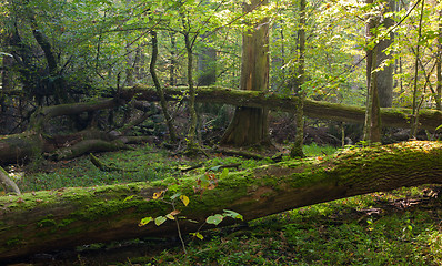 Image showing Autumnal deciduous stand forest in snrise