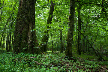 Image showing Fresh deciduous stand of Bialowieza Forest with some old trees