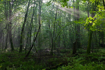 Image showing Summer midday with light entering rich deciduous stand