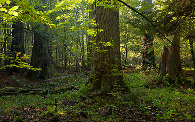 Image showing Group of giant oaks in natural forest