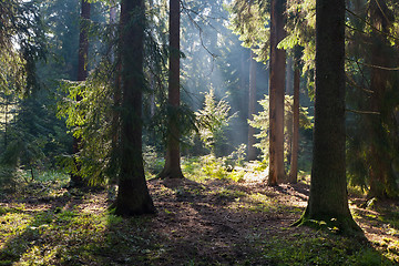 Image showing Old coniferous stand of Bialowieza Forest in summer morning