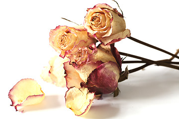 Image showing bunch of dry roses against a white