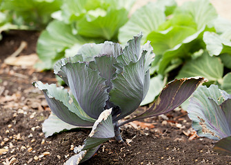 Image showing Cabbage in home garden