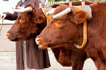 Image showing Two oxen in yoke pulling a cart