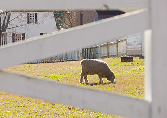 Image showing Sheep grazing behind fence