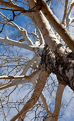 Image showing Vertical view up birch tree