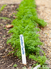 Image showing Imperator carrots in home garden