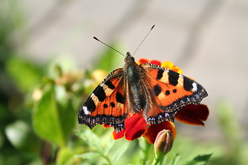 Image showing Butterfly on flower