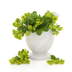 Image showing Ladies Mantle Herb Flowers