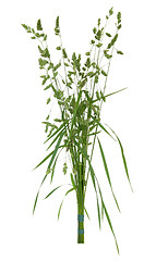 Image showing Meadow Grass