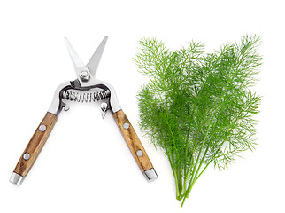 Image showing Dill Herb and Secateurs