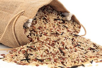 Image showing Wild Rice