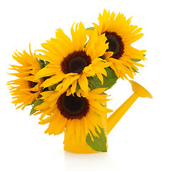 Image showing Sunflowers