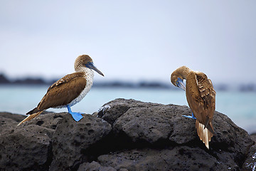 Image showing Blue footed boobies