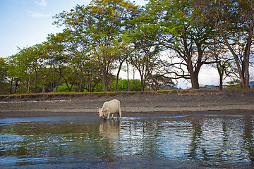 Image showing Wild cow