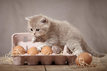 Image showing kitten and eggs