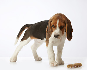 Image showing beagle puppy