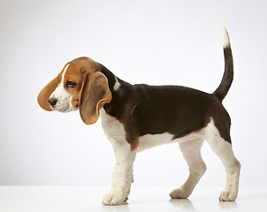 Image showing beagle puppy