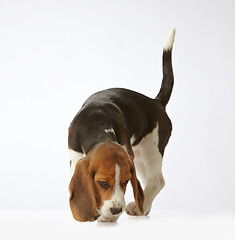 Image showing beagle puppy