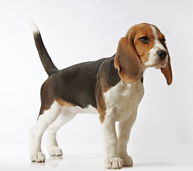 Image showing beagle puppy