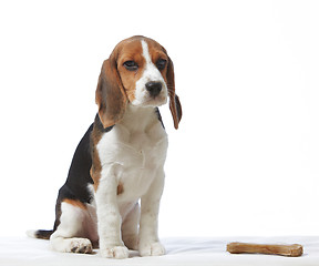 Image showing beagle puppy