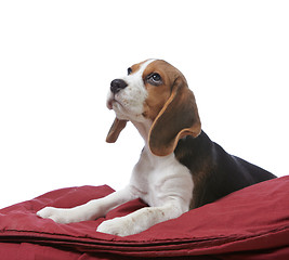 Image showing beagle puppy