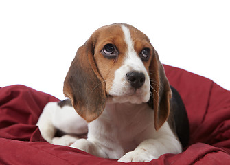 Image showing beagle puppy