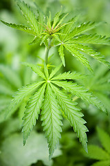 Image showing marijuana leaves