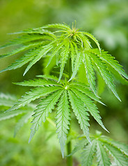 Image showing marijuana leaves