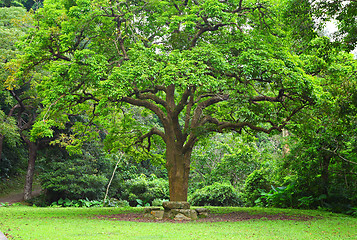Image showing rest place and big tree