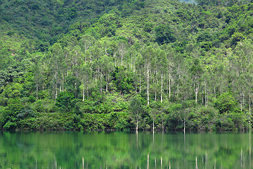 Image showing lake with green tree